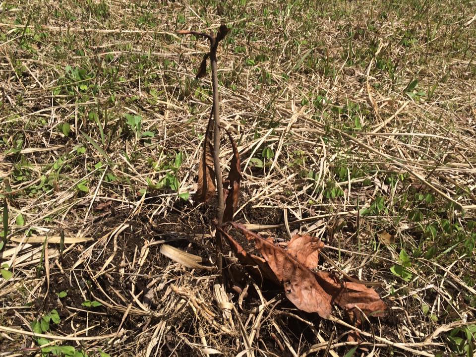 先月末に植えた枇杷の苗木とクスノキの苗木は枯れてしまいました…>_<…